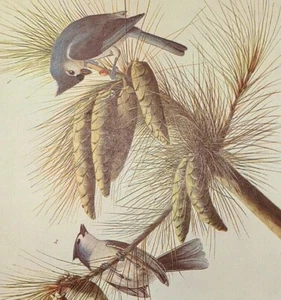 John James Audubon Birds TUFTED TITMOUTH piatto libro vintage stampa artistica 298 - Foto 1 di 3