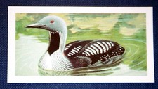 BLACK-THROATED DIVER   ARCTIC LOON   Vintage 1960s Card  VC30M