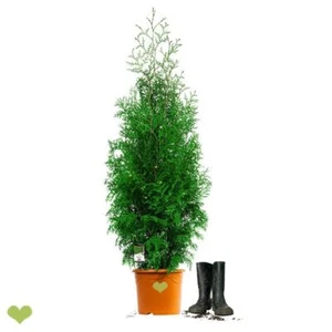 Thuja ‘Brabant’ (Best Buy) | 100-120cm | Containerware | 5L - Bild 1 von 12