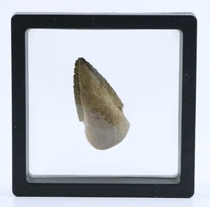Rare Pachycephalosaurus Toe Claw Ungual Fossil 1.75" South Dakota SD COA 5045 - Picture 1 of 11