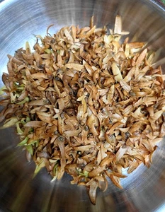 25 Hainbuchen-Samen Zum Anziehen Aussäen Hecke Baum - Bild 1 von 1