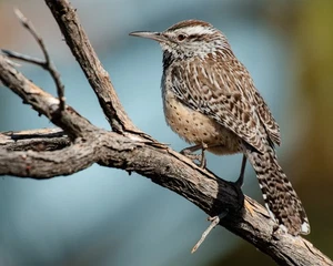 Impresión fotográfica Cactus Wren 8x10 8"x10" - Imagen 1 de 2