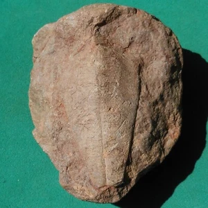 Conulariid Fossil – Devonian Conularia – Rare Bolivia Paleozoic Collector's item - Picture 1 of 6