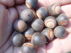 12 WATER OAK ACORNS - Quercus nigra - Picture 1 of 6