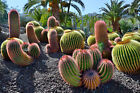 Vlies Fototapete-Garten-(5176S)-Kaktus Blumen Bäume Herbst Park Pflanzen Wiese