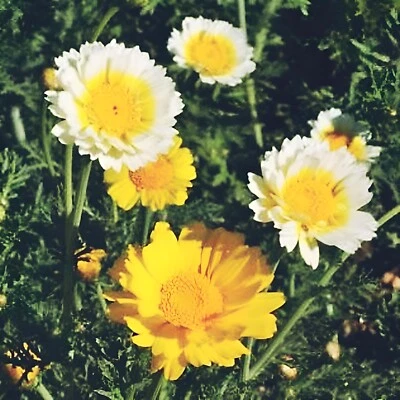 700 Garland Daisy Mix Seeds, Chrysanthemum, Crown Daisy, FREE SHIPPING - Image 1 of 2