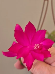 Schlumbergera - Charles Lemaire -russelliana type - Picture 1 of 2