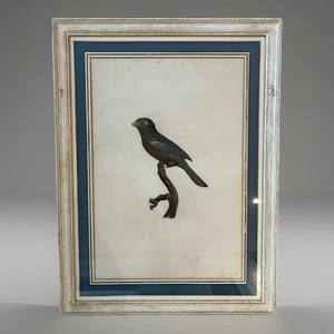 Grabado antiguo pájaro francés enmarcado, finales del siglo XIX - Imagen 1 de 4