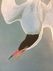 Common Tern Audubon Bird Print Picture Poster 201 - Picture 1 of 7