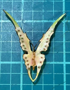Broche prendedor polilla esmaltada 925 inglés victoriano - Imagen 1 de 9