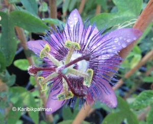 Passiflora 'Purple Haze' - violette Passionsblume - Pflanze 30-50cm - Maracuja - Bild 1 von 3