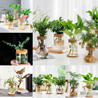Hydroponic Plants Propagation Station Cork Bottle Glass Vases Flower Planter Pot