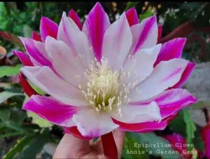 Epiphyllum Clown in 4 inch pots / Orchid Cactus / Well Rooted - Picture 1 of 9