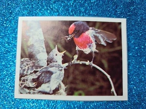 Tarjeta coleccionable WEETBIX Wildlife of Australia 🙂#14 ROBIN CON TAPA ROJA 🙂 CORREO GRATUITO - Imagen 1 de 2