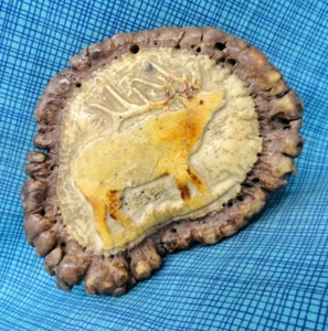 Elk Antler Burr Elk Belt Buckle Artisan Carved Age Polished Vtg 70s .TWY661 - Picture 1 of 9