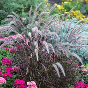 Pennisetum Rubrum | Deciduous Grass Outdoor Flowering Garden Grass Plant in Pot - Picture 1 of 8