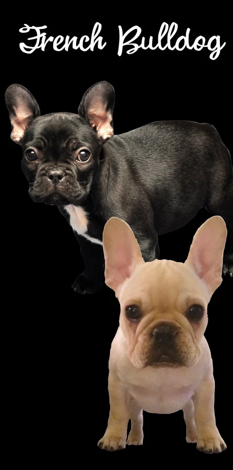 Toalla de baño de playa para perros bulldog francés 30" x 60" terciopelo para perros 100 % algodón Foto 1 de 1