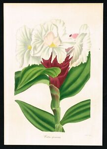 Crepe Ginger Flowering Plant, Hand-Colored Antique Print - Paxton's Botany 1838