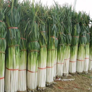 Sowing for all Seasons Green Onion Seeds About 1000pcs Classic Clustered * - Picture 1 of 13