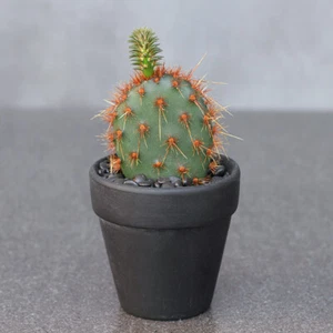 Opuntia aciculata plantas de cactus bonsái jardín decoración plantas suculentas - Imagen 1 de 12