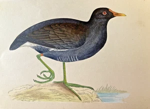 Moorhenne antike handkolorierte Vogel Gravur Rev. Morris 1851-1890 - Bild 1 von 4
