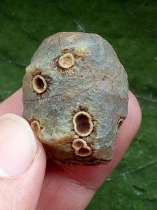 31mm Naturachat Gobi Achat Augenachat Stein Präparat Sammlung - Bild 1 von 18