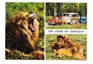 Vintage Postcard THE LIONS OF LONGLEAT, SAFARI PARK, WILTSHIRE - Picture 1 of 4