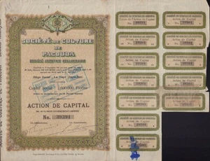 Culture de Pacouda - Rubber Plantations Besoeki Indonesia- iss Netherlands 1911 - Picture 1 of 1