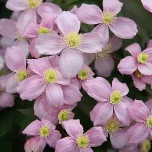 3X Clematis MONTANA PINK PERFUME Climbing Plant Plug Cuttings Organic UK Hardy - Picture 1 of 1