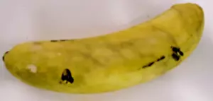 Plátano magullado alabastro mármol piedra italiano tallado vintage - Imagen 1 de 6