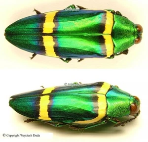 Chrysochroa viridisplendens, nice and rare, 45mm, A2 - Bild 1 von 1