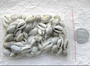 Seashell kodi kawrdi 20 Small Cowrie Shells Green Grey 1 Drilled Hole - Picture 1 of 8
