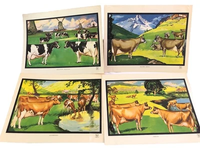 CAMISETA HOLSTEIN SUIZA MARRÓN GUERNSEY ESTAMPADA VACA INDUSTRIA LÁCTEA CALIFORNIA AÑOS 50 Foto 1 de 4