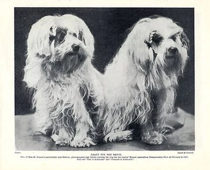 MALTESE TWO LITTLE NAMED DOGS LOVELY OLD ORIGINAL DOG PRINT FROM 1934 - Picture 1 of 1