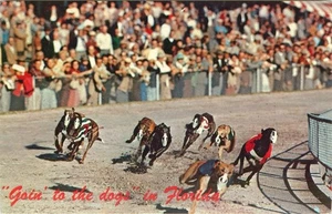 Greyhound Racing “Go to the Dogs in Florida" Vintage Postcard - Picture 1 of 2