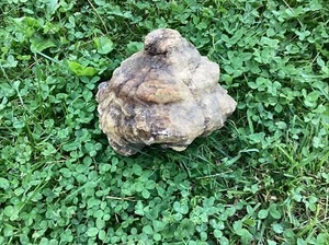 20 Lb + Indiana Geode Crystals , minerals,fossil Intact Jewelry Lapidary - Picture 1 of 7