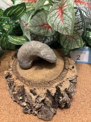 Genuine Fossil Devil’s Toenail (Gryphaea) – Prehistoric Oyster – Jurassic Era - Image 1 of 4