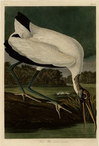 Wood Ibiss, John J Audubon, Birds of America, Giclee Fine Art Print, A3. - Picture 1 of 3