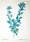1804-25 Redoute Duhamel Daphne Collina Seidelbast Kolorierter Kupferstich