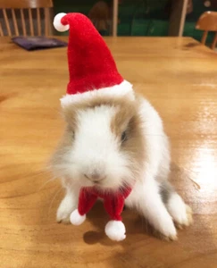 Cappello Babbo Natale furetto coniglio cavia + sciarpa costume natalizio abiti natalizi - Foto 1 di 5