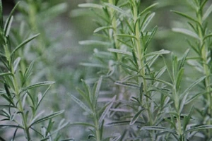 15 Graines De Romarin, Rosmarinus Officinalis #672 - Bild 1 von 1