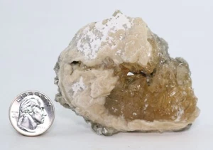 Fossil Clam Deep Golden Calcite UV 3.2" Mercanaria Rucks Pit Florida FL COA 6985 - Picture 1 of 14