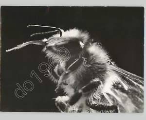 A Close Up Of A BEE's Head After It Stung Someone. VTG Press Photo Insects - Picture 1 of 2