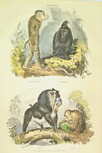 1835 Hand Colored Engraving, Baboons, Orr & Smith Publishers - Picture 1 of 4