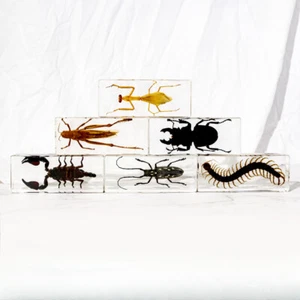 5 Pcs Real Resin Insect Specimens Real Scorpion Centipede Desktop Crafts - Picture 1 of 11