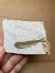 47g Jurassic Period lycoptera fish rock specimen Western Liaoning china - Picture 1 of 11