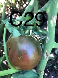graine tomate taille moyenne variété "CREME BRULEE"