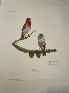 RAY HARM PURPLE FINCH 12" BY 15" 1977 Signed Vintage - Picture 1 of 9
