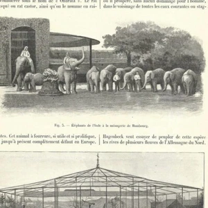 L'établissement Hagenbeck de Hambourg - Animaux - Article de presse 1904 - Bild 1 von 3