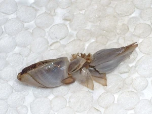 LEPAS ANATIFERA GROUP - Picture 1 of 2